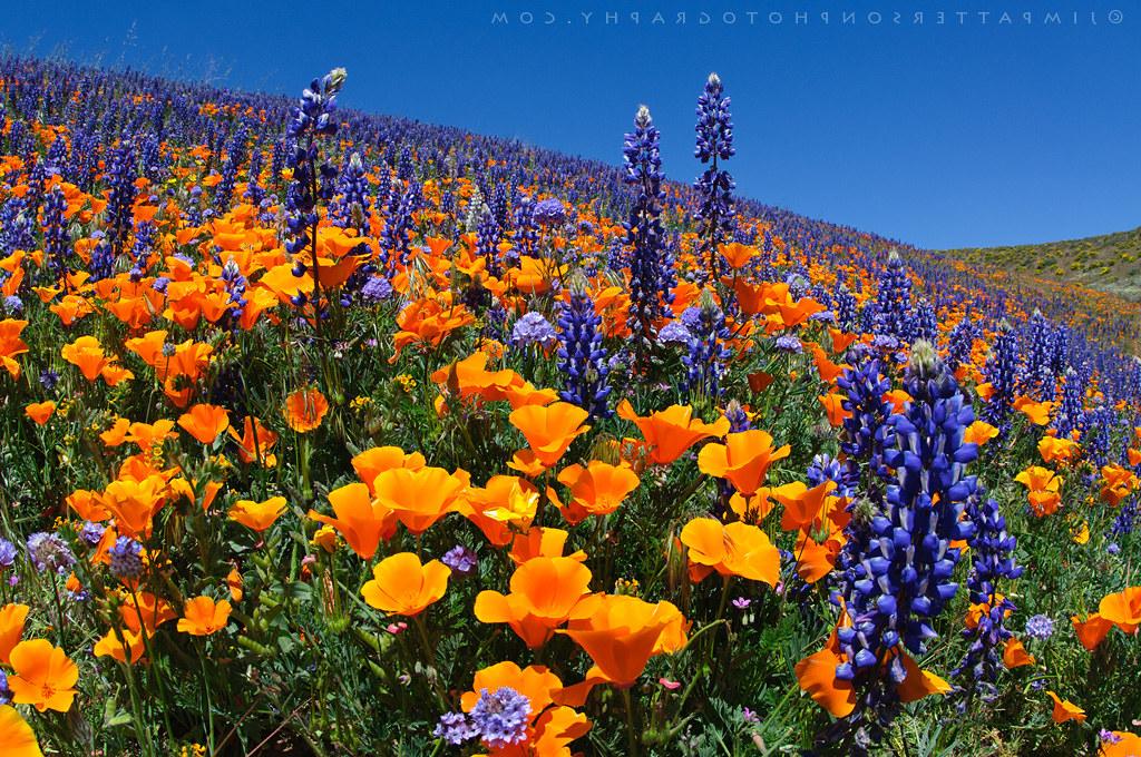 Arvin orange purple flower fields