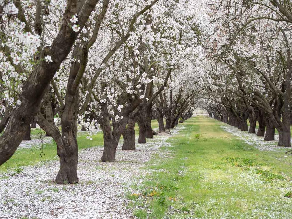 Shafter almond tree ochard in bloom white flowers