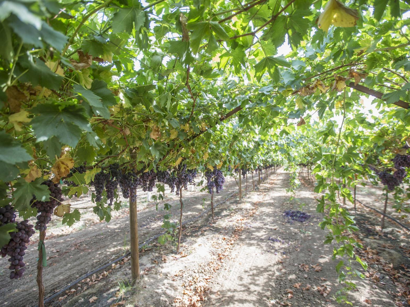 McFarland green grape vineyard