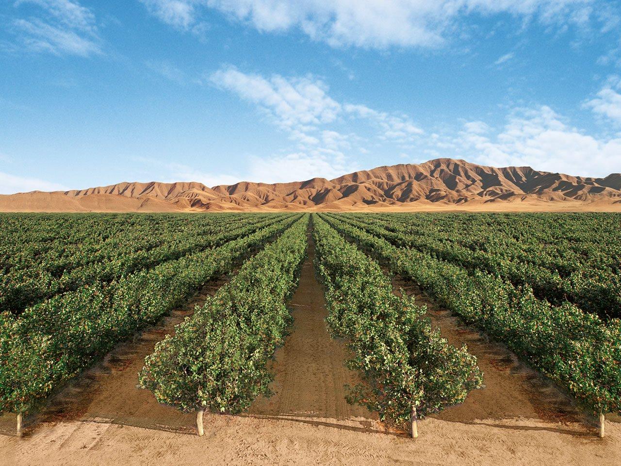 Lost Hills Pistachio Orchards